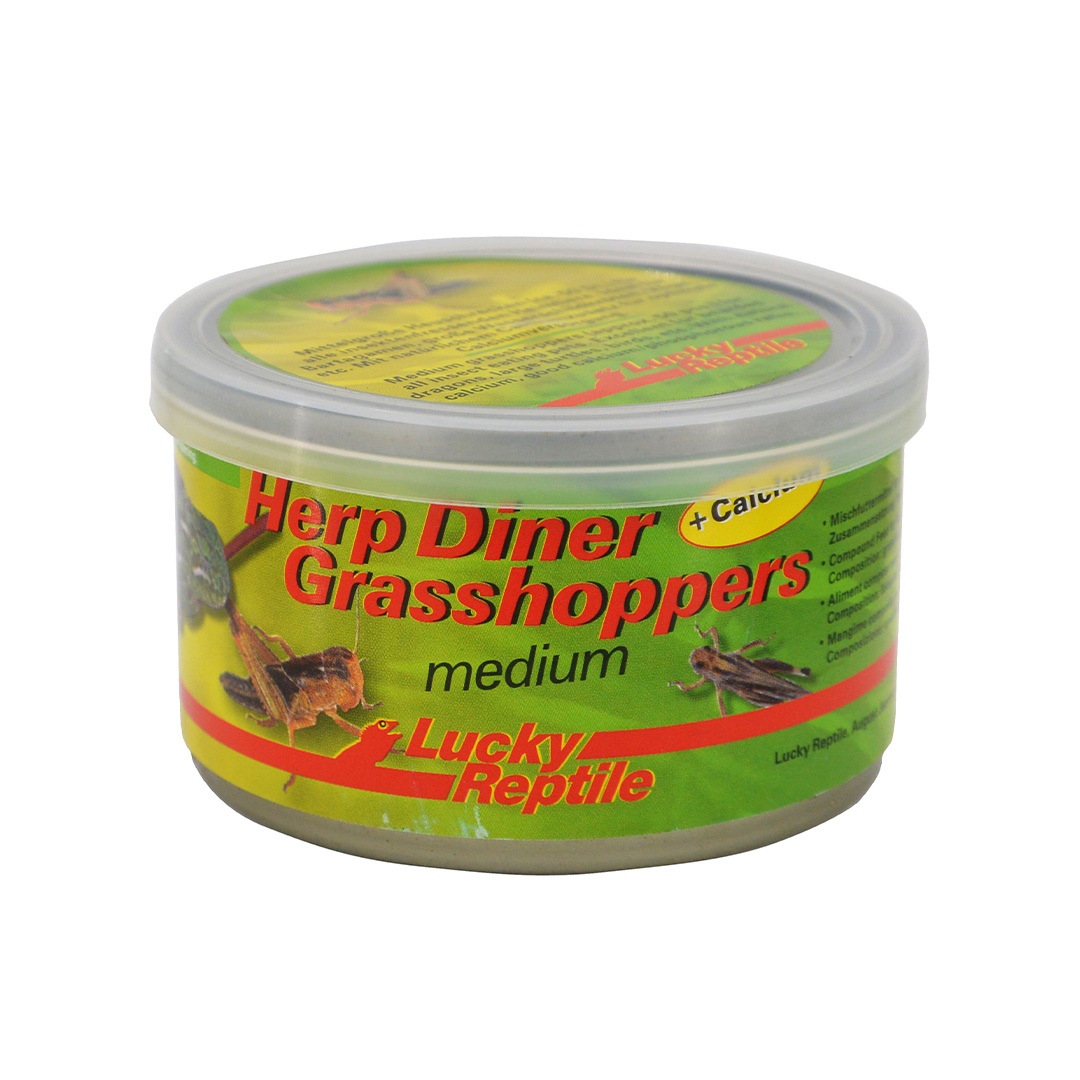 Lucky Reptile LifeTarrium - Kleines Terrarium 15x15x25 Cm Aus Acrylglas