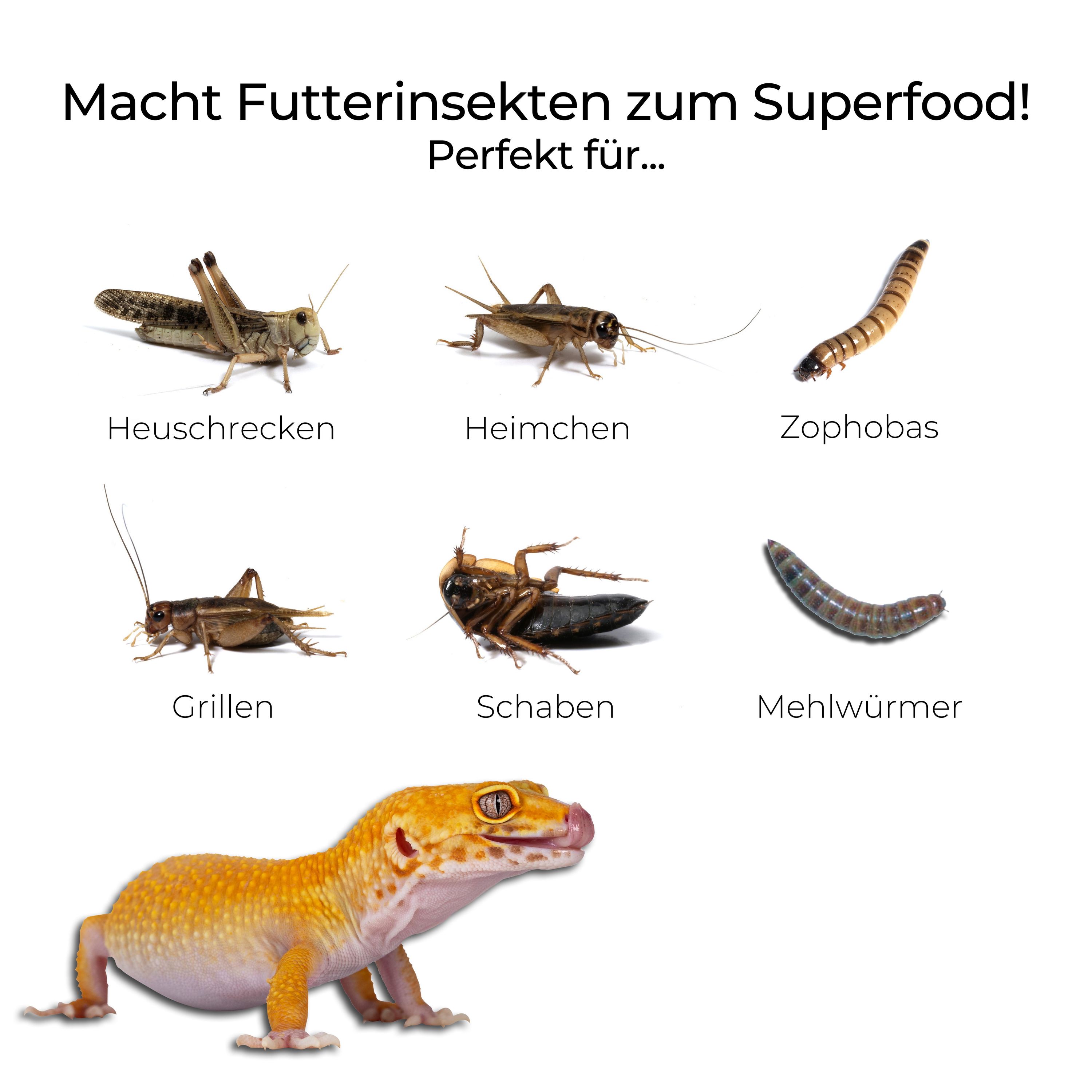 Leo Jelly Reptilienfutter - Premium Ernährung für Leopardgeckos