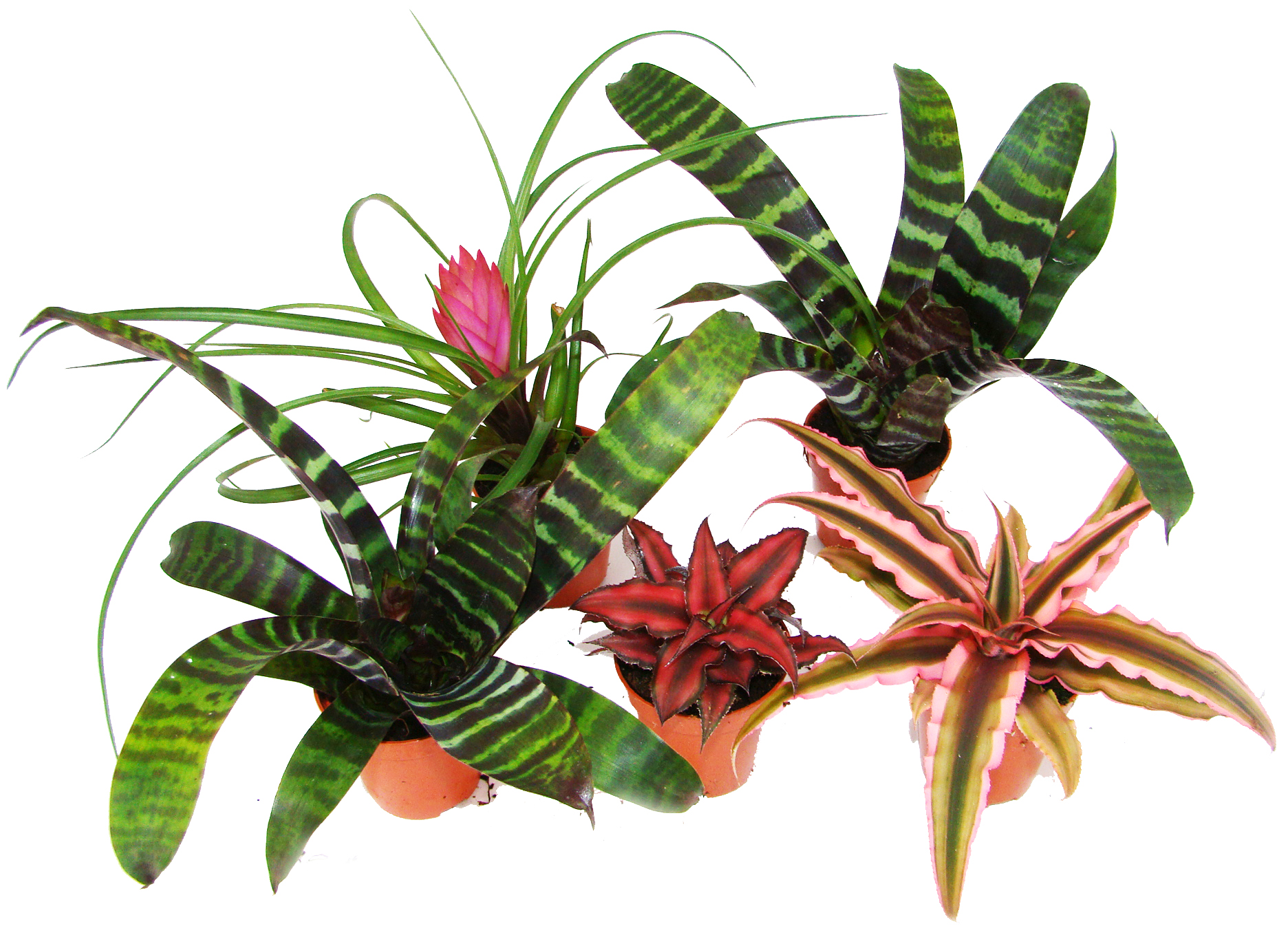 Bromelien Mix klein