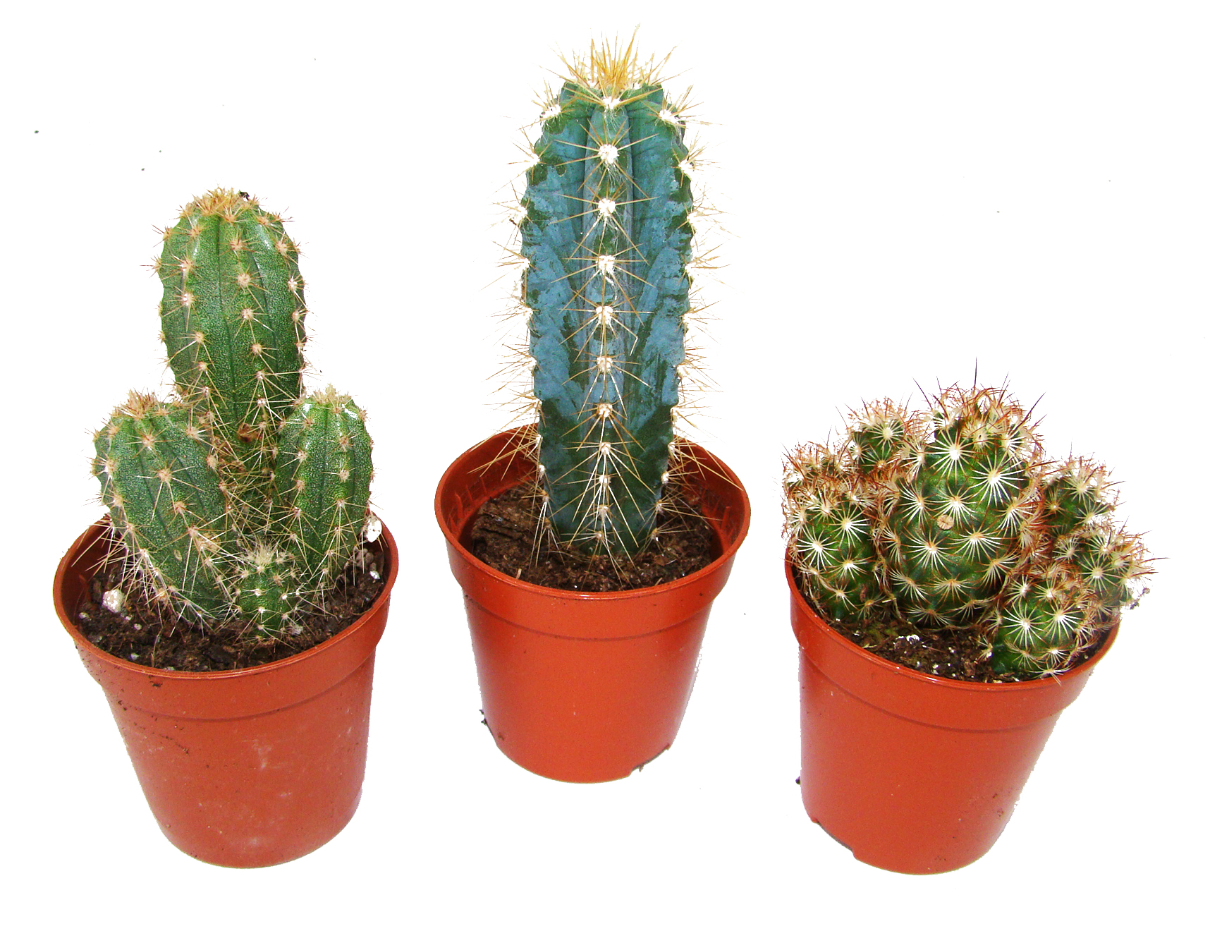 Kaktus Mix klein, 9er Set im Blister