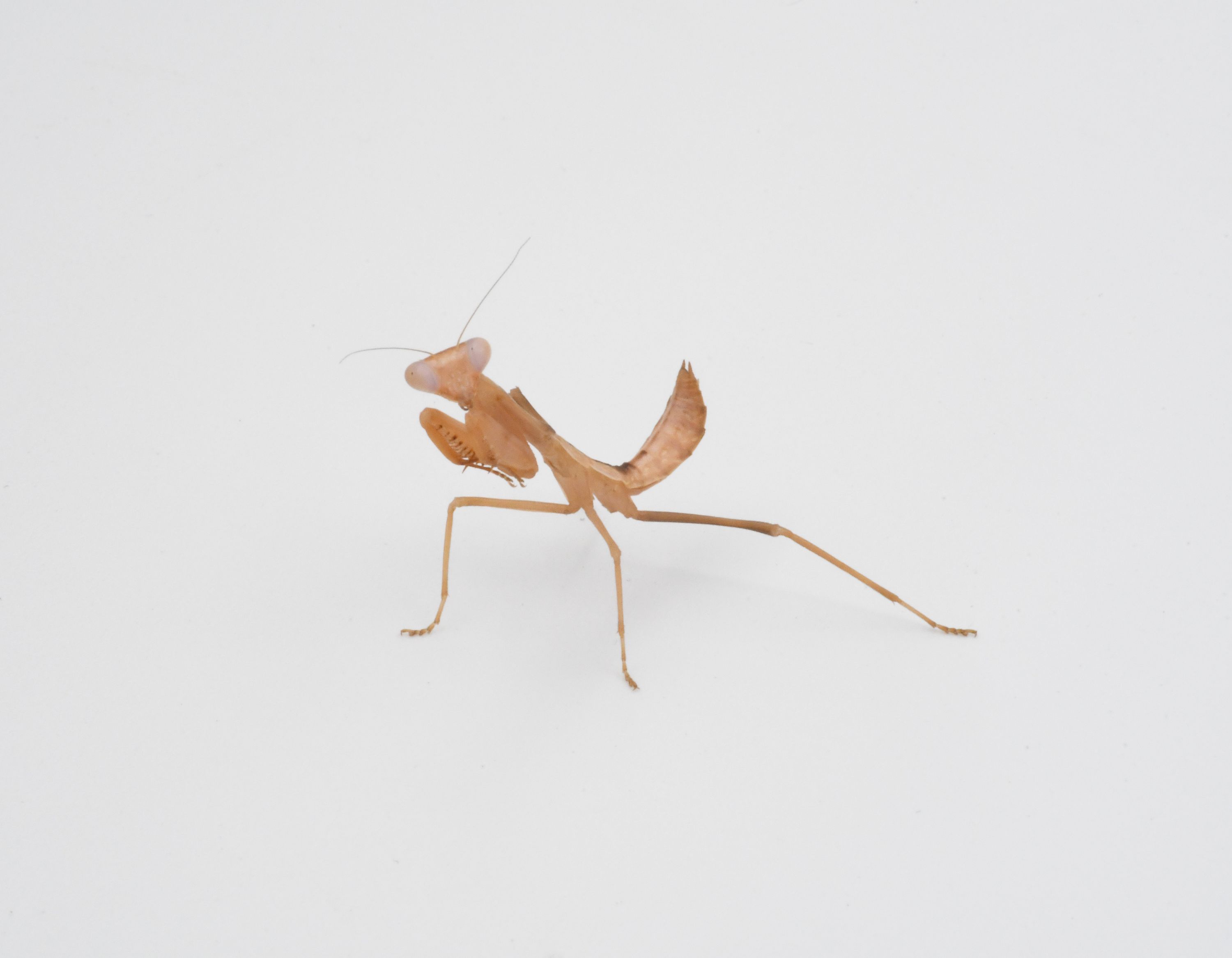 Timor Schildmantis