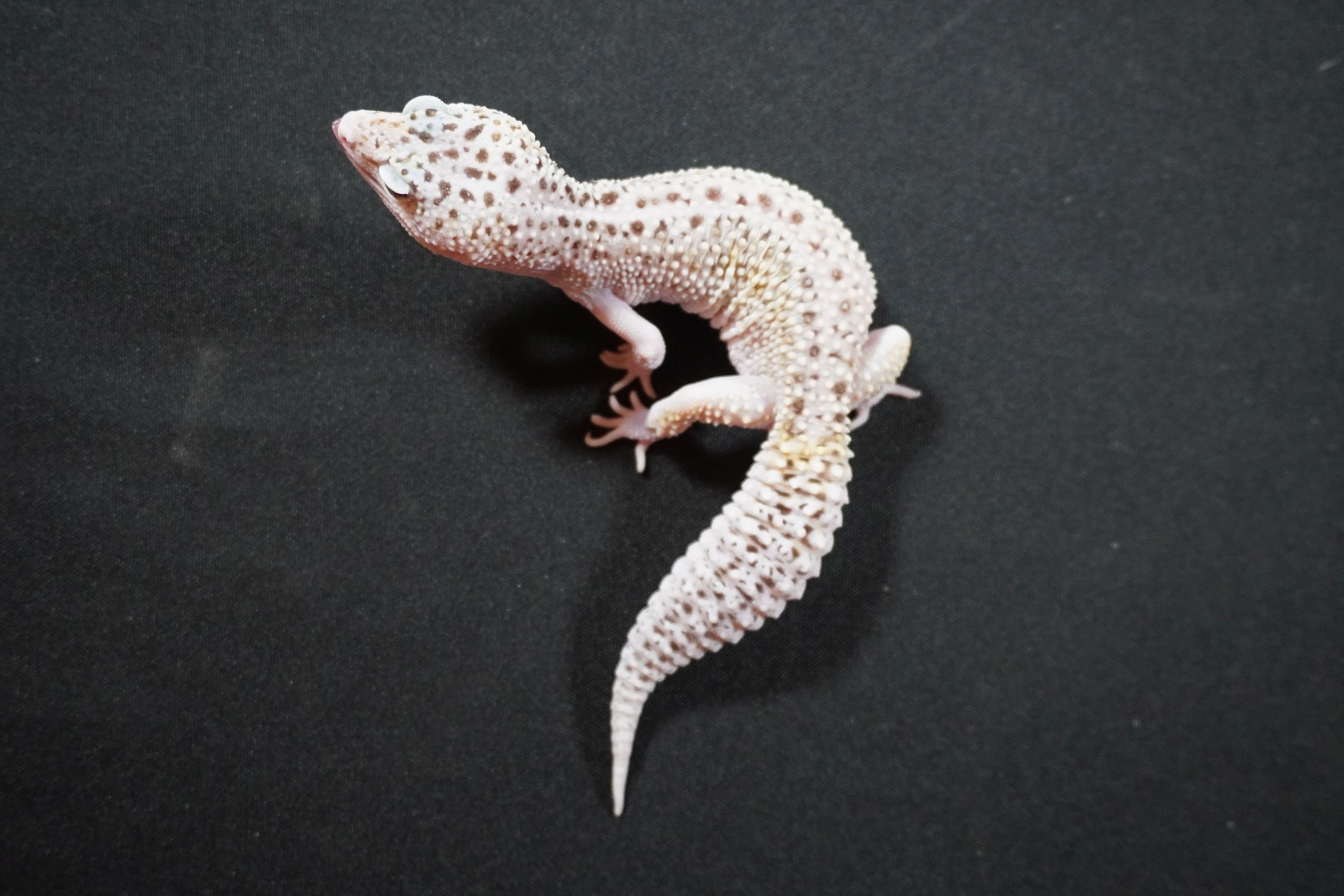 Trempler Fish Tremper Albino Luipaardgekko Tremper Albino/ Texas Albino