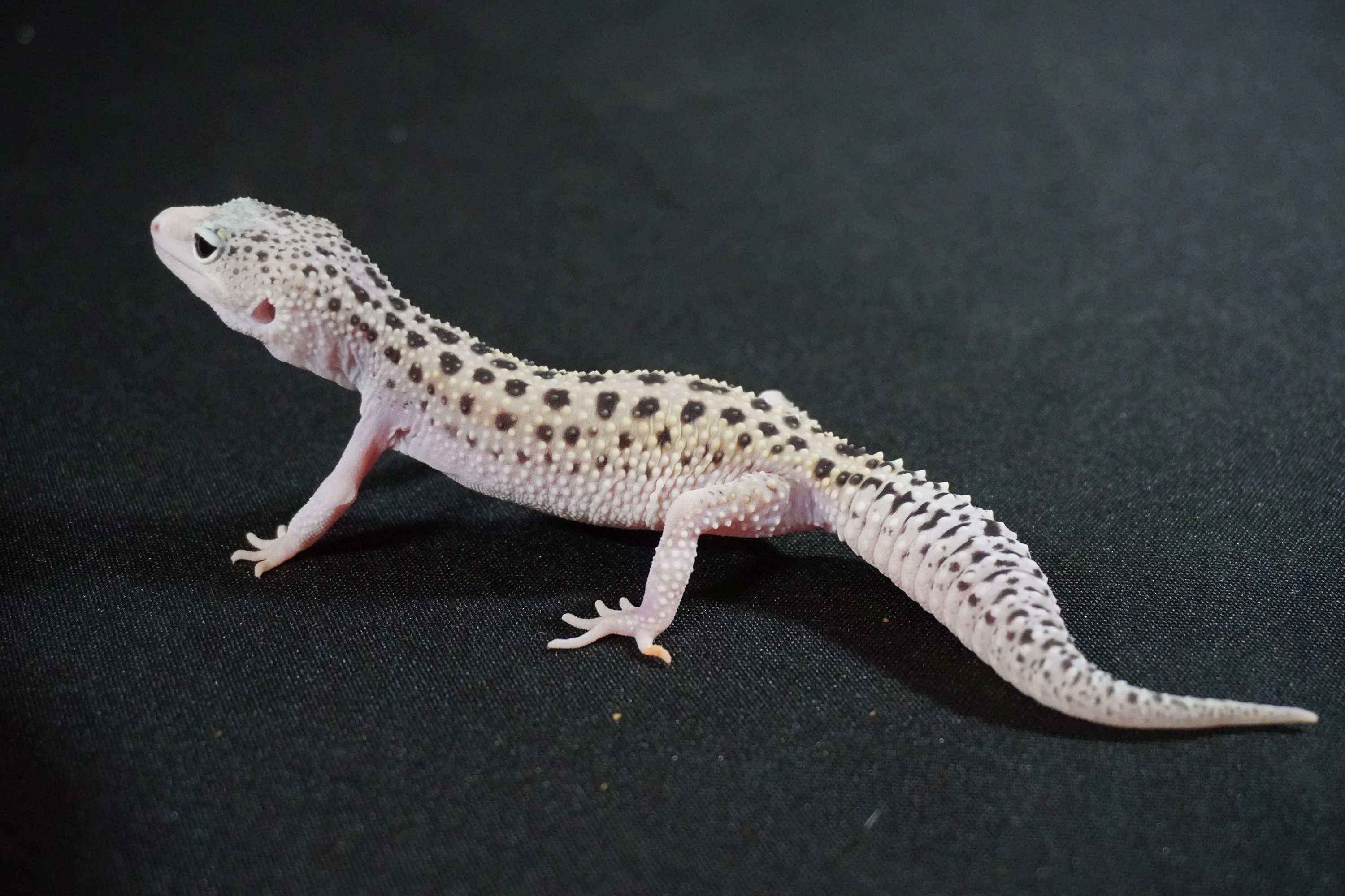Trempler Fish Tremper Albino Luipaardgekko Tremper Albino/ Texas Albino