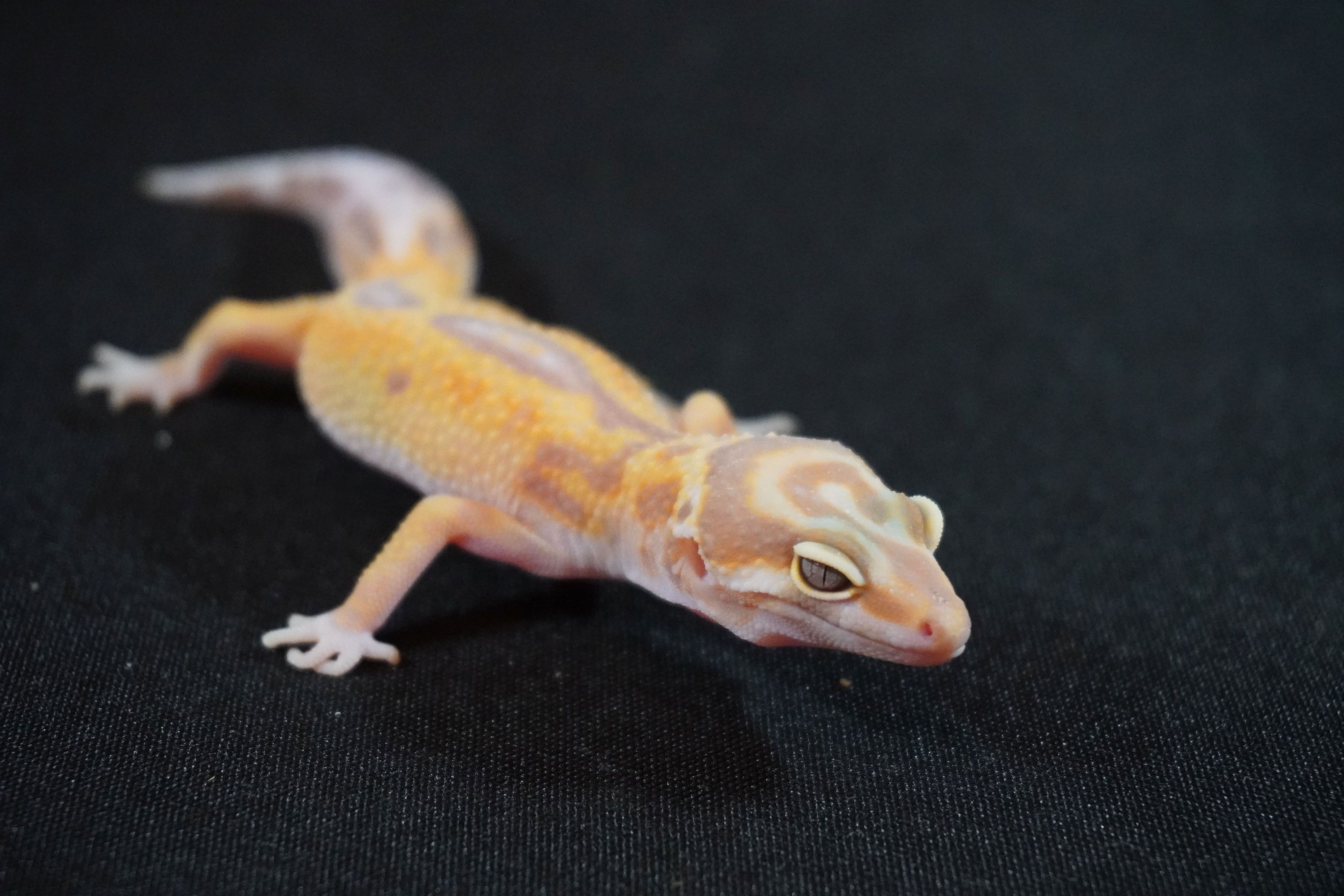 Trempler Fish Tremper Albino Luipaardgekko Tremper Albino/ Texas Albino