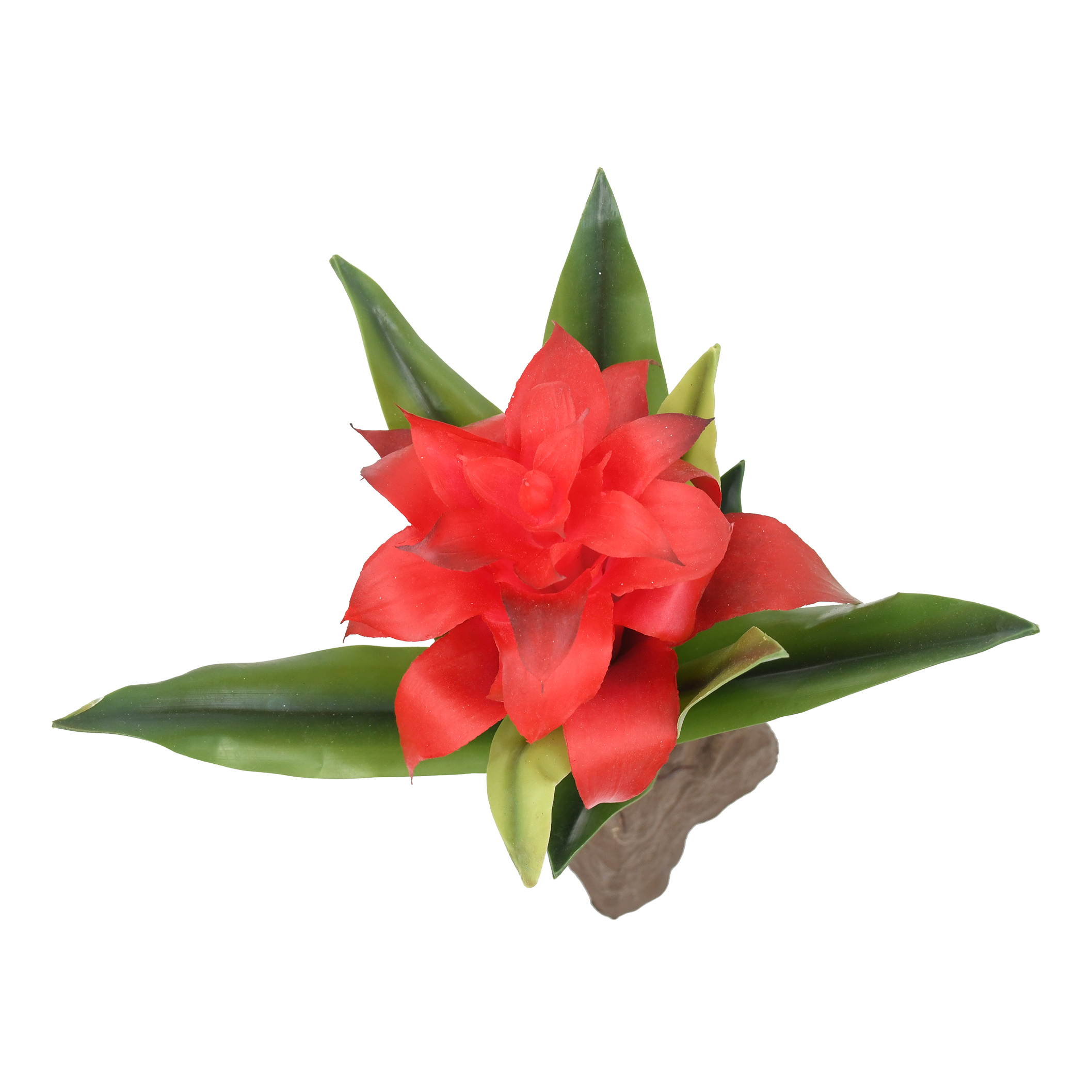 drachenbaum yucca Drachenbaum 'Magenta'