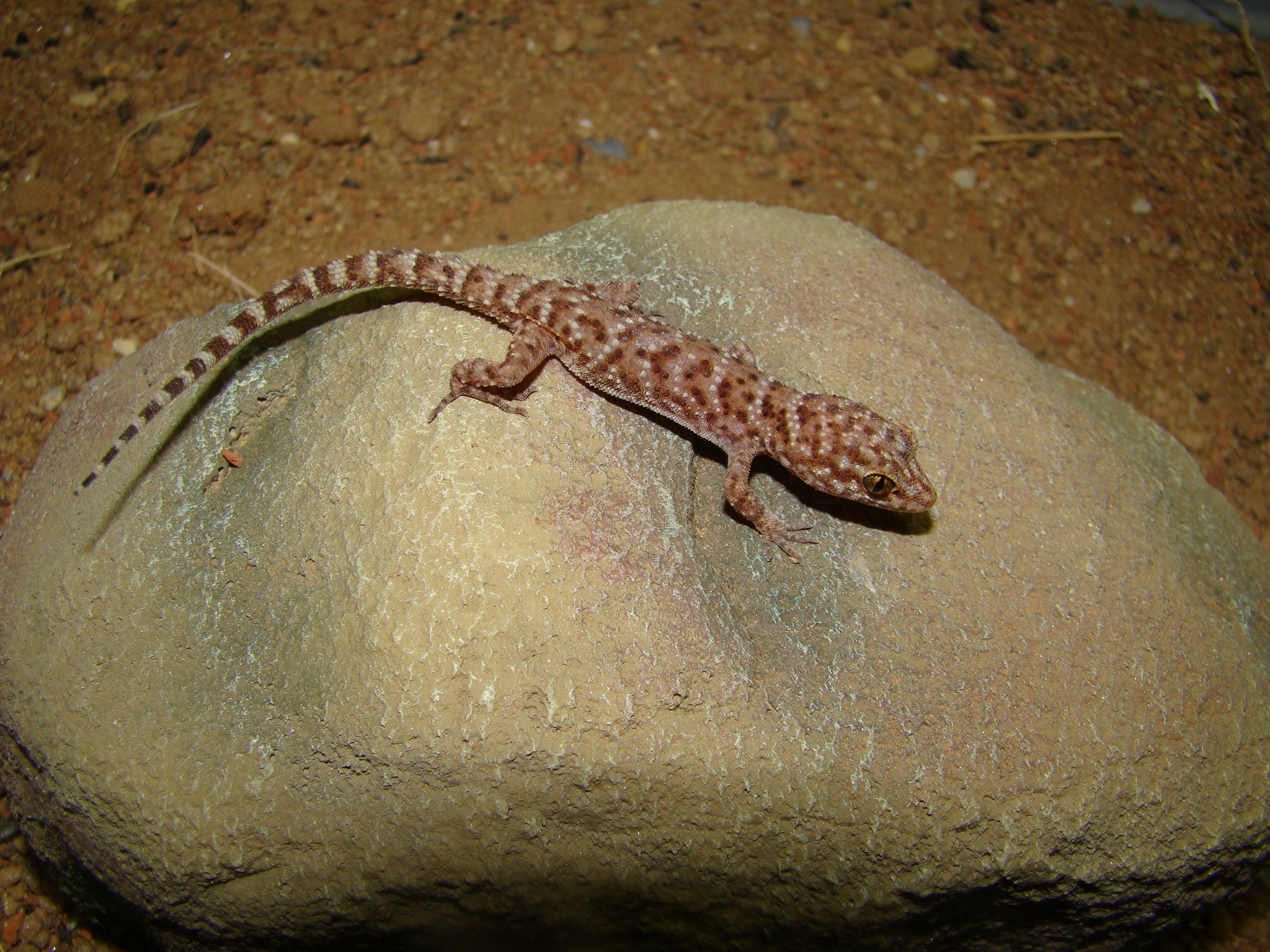 Binoei's Stachelgecko